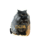 Home with 2 cats.（個別スタンプ：17）