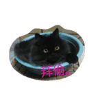 Home with 2 cats.（個別スタンプ：18）