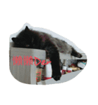 Home with 2 cats.（個別スタンプ：19）
