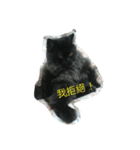 Home with 2 cats.（個別スタンプ：20）