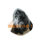 Home with 2 cats.（個別スタンプ：21）