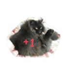 Home with 2 cats.（個別スタンプ：23）