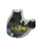 Home with 2 cats.（個別スタンプ：24）