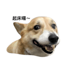 Jimmy corgi（個別スタンプ：1）