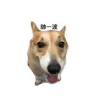 Jimmy corgi（個別スタンプ：2）