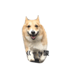 Jimmy corgi（個別スタンプ：3）