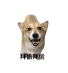 Jimmy corgi（個別スタンプ：4）