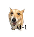 Jimmy corgi（個別スタンプ：5）