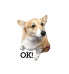 Jimmy corgi（個別スタンプ：6）