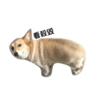 Jimmy corgi（個別スタンプ：7）