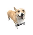 Jimmy corgi（個別スタンプ：8）
