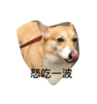 Jimmy corgi（個別スタンプ：9）