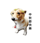 Jimmy corgi（個別スタンプ：10）