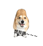 Jimmy corgi（個別スタンプ：11）