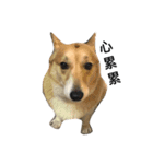 Jimmy corgi（個別スタンプ：12）