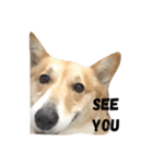 Jimmy corgi（個別スタンプ：13）