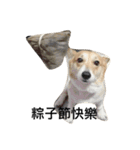 Jimmy corgi（個別スタンプ：14）