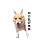 Jimmy corgi（個別スタンプ：15）