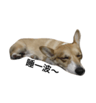 Jimmy corgi（個別スタンプ：16）