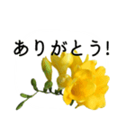 暮らしに花を♪フリージア（個別スタンプ：5）