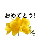 暮らしに花を♪フリージア（個別スタンプ：11）