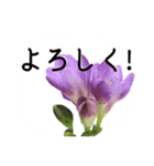 暮らしに花を♪フリージア（個別スタンプ：13）