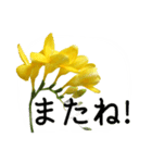 暮らしに花を♪フリージア（個別スタンプ：16）