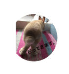 うさぎの気もち（個別スタンプ：4）