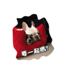 JohnJohnDyson（個別スタンプ：1）