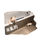 JohnJohnDyson（個別スタンプ：10）