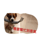 JohnJohnDyson（個別スタンプ：15）