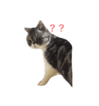 QQ is so QQ（個別スタンプ：2）