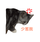 QQ is so QQ（個別スタンプ：6）