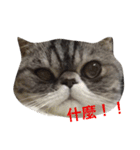 QQ is so QQ（個別スタンプ：8）