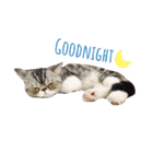 QQ is so QQ（個別スタンプ：12）