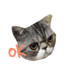 QQ is so QQ（個別スタンプ：14）
