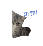 QQ is so QQ（個別スタンプ：16）