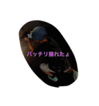 ファミリースタンピー（個別スタンプ：13）