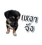 .Namchoke Dog（個別スタンプ：11）