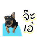 .Namchoke Dog（個別スタンプ：14）