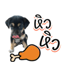 .Namchoke Dog（個別スタンプ：15）