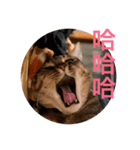 Logo meow（個別スタンプ：4）