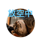 Logo meow（個別スタンプ：5）