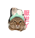 Logo meow（個別スタンプ：8）