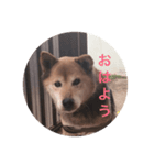 柴犬ロック（個別スタンプ：1）