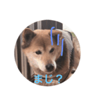 柴犬ロック（個別スタンプ：8）