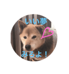 柴犬ロック（個別スタンプ：10）