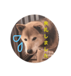 柴犬ロック（個別スタンプ：11）