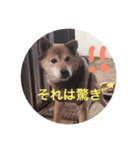 柴犬ロック（個別スタンプ：14）