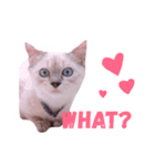 My babe Cat（個別スタンプ：3）